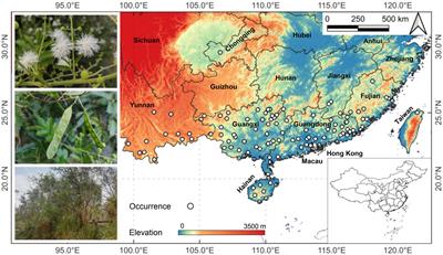 Spatio-temporal patterns of an invasive species Mimosa bimucronata (DC.) Kuntze under different climate scenarios in China